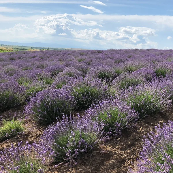 ბუნებრივი ძეგლები